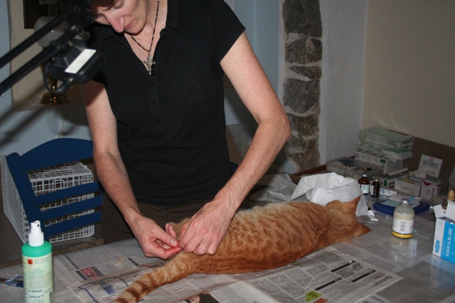 GreekSTRAYS - Cat neutering 